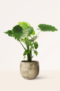 ZURA Alocasia California