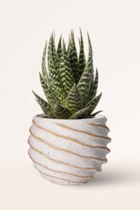 ZURA Aloe Interstellar
