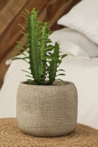 ZURA Euphorbia Trigona