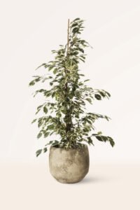 ZURA Ficus Benjamina Twilight