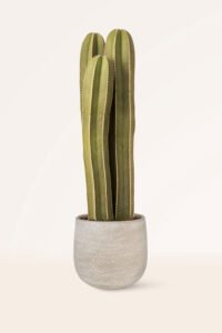 ZURA Cactus Marginatocereus