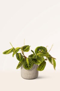 ZURA Maranta Lemon Lime