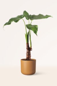ZURA Alocasia Cucullata