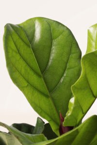 ZURA Aeschynanthus Mona Lisa_5Ficus Lyrata Copa