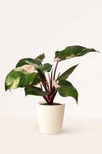 ZURA Philodendron Pink Princess