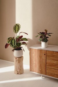 ZURA Calathea Medallion