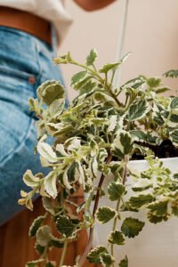 ZURA Plectranthus Marginatus