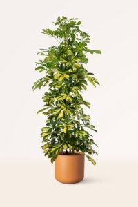 ZURA Schefflera Arboricola