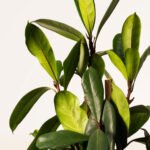 ZURA Ficus Cyathistipula