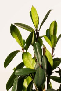 ZURA Ficus Cyathistipula