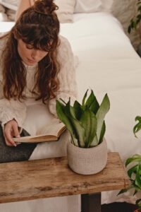 ZURA Sansevieria Moonshine