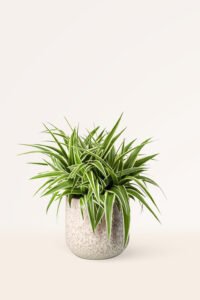 ZURA Comosum Ocean