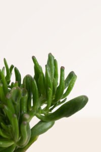 ZURA Crassula Orejas de Shrek