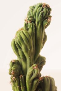 ZURA Cactus Monstruoso o Cardón