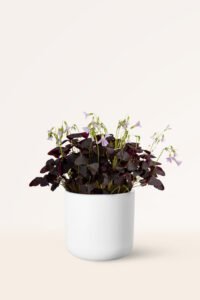 ZURA Oxalis Triangularis