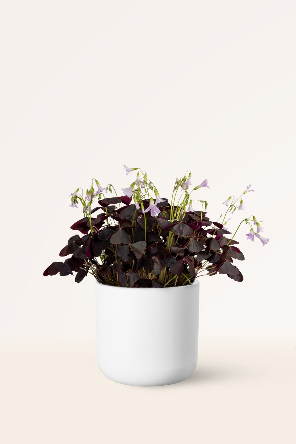ZURA Oxalis Triangularis