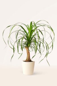 ZURA Beaucarnea Recurvata