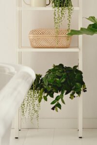 ZURA Aeschynanthus Mona Lisa