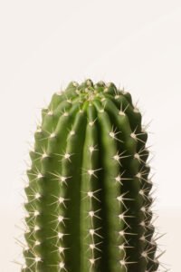 ZURA Cactus Neobuxbaumia Scoparia