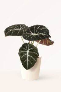 ZURA Alocasia Black Velvet