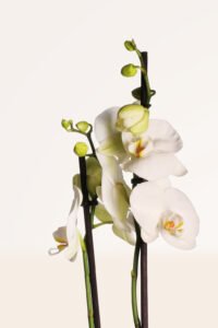 ZURA Orquídea Blanca
