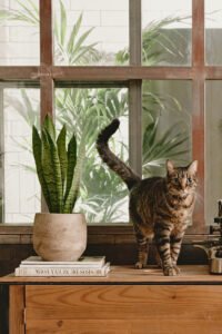 ZURA Sansevieria Zeylanica LENGUA DE SUEGRA