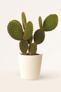 ZURA Opuntia Microdasys Pallida