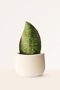 ZURA Sansevieria Masoniana