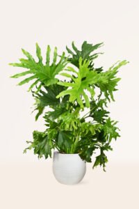 ZURA Philodendron Paraguayo
