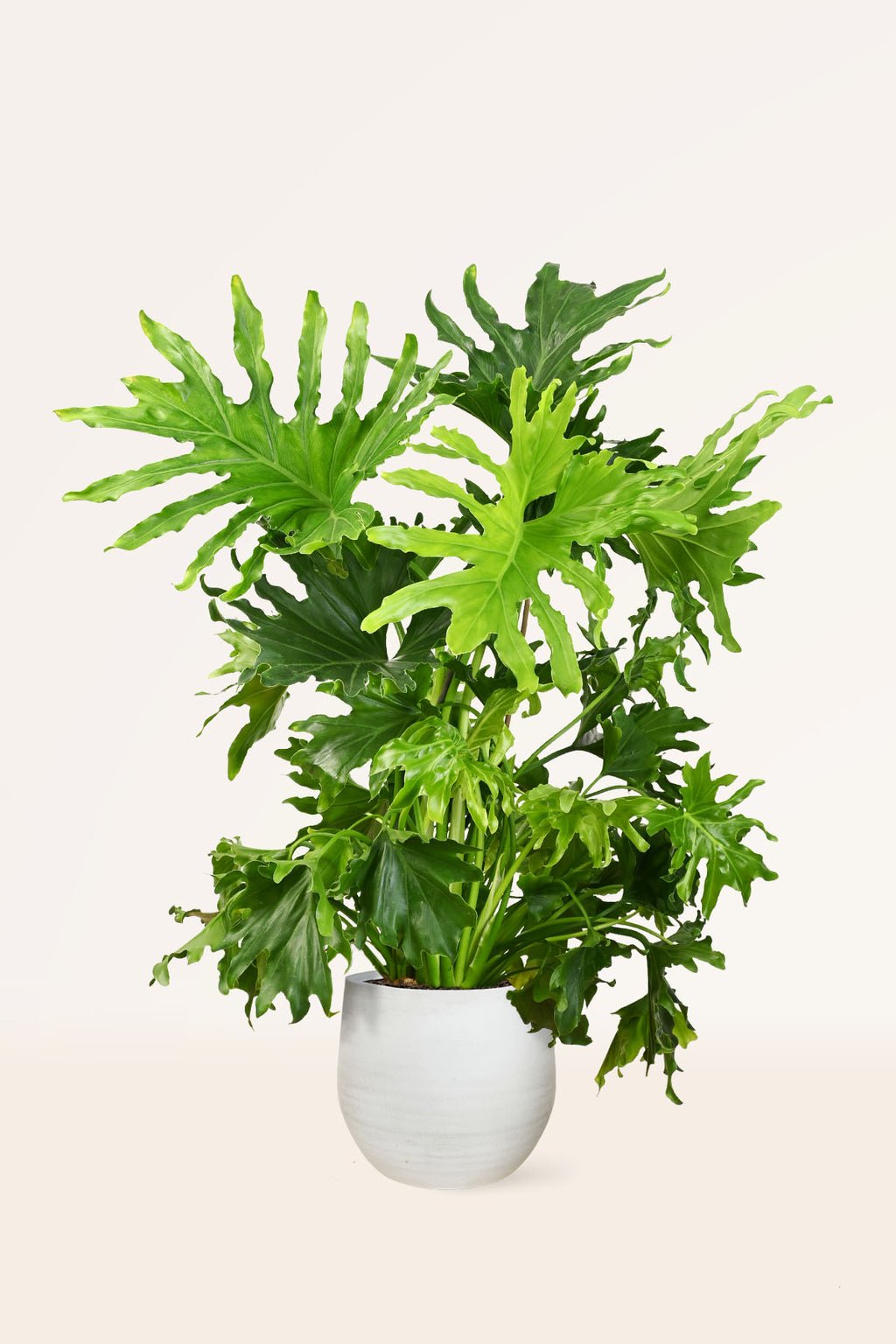 ZURA Philodendron Paraguayo