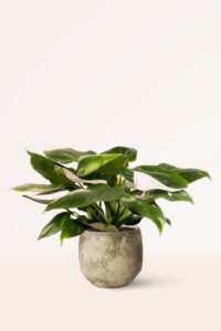 ZURA Philodendron White Princess