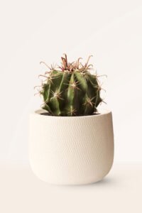 ZURA Cactus Ferocactus Horridus
