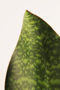 ZURA Sansevieria Masoniana