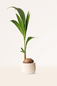 ZURA Cocotero o Cocos Nucifera