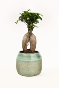 ZURA Ficus Ginseng Bonsai