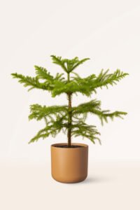 ZURA Araucaria Heterophylla