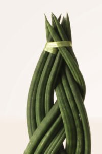 ZURA Sansevieria Cylindrica Trenzada