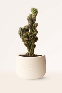 ZURA Cactus Monstruoso o Cardón