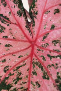 ZURA Caladium Pink Beauty