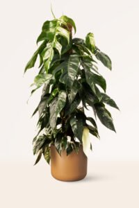 ZURA Pothos Variegata