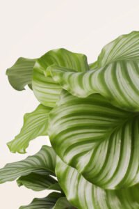 ZURA Calathea Orbifolia