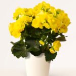 ZURA Begonia Hiemalis Amarilla