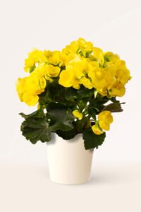 ZURA Begonia Hiemalis Amarilla