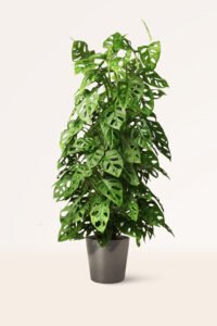 ZURA Monstera Adansonii XL