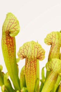 ZURA Sarracenia Planta Carnívora