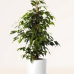 ZURA Ficus Benjamina Exótica