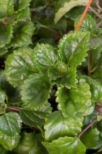 ZURA Plectranthus Australis