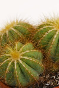 ZURA Notocactus