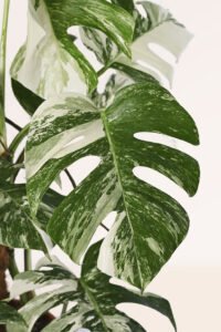 ZURA Monstera Variegata MONSTERA DELICIOSA, COSTILLA DE ADÁN