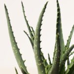 ZURA Aloe Vera Arborescens
